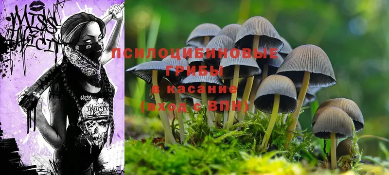 где найти   Урюпинск  Псилоцибиновые грибы Psilocybe 